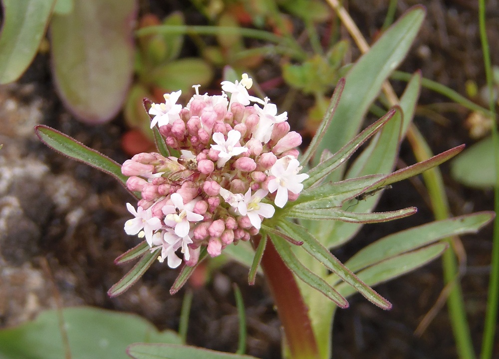 Изображение особи Valeriana tuberosa.