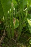 Inula helenium