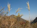 Bothriochloa ischaemum