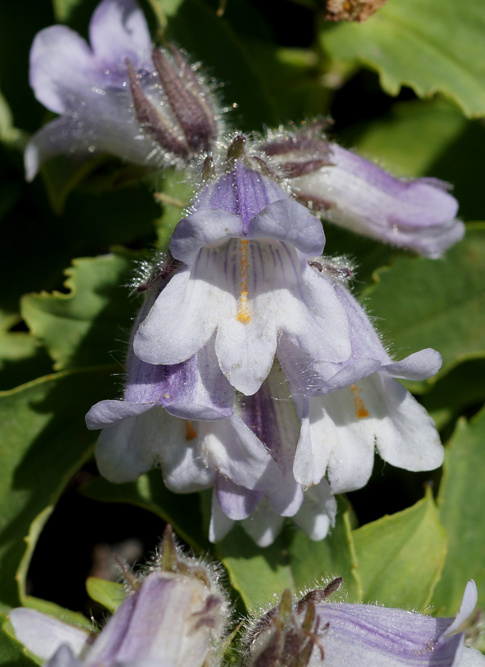 Изображение особи Pennellianthus frutescens.
