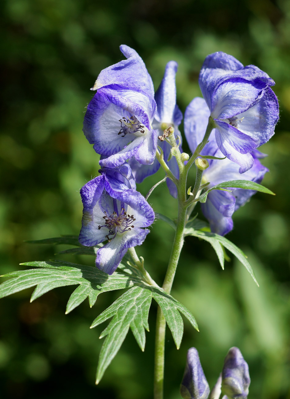 Изображение особи Aconitum maximum.