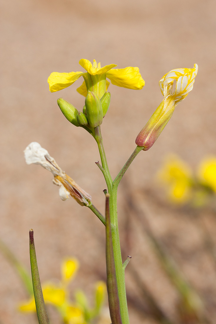 Изображение особи Raphanus raphanistrum.