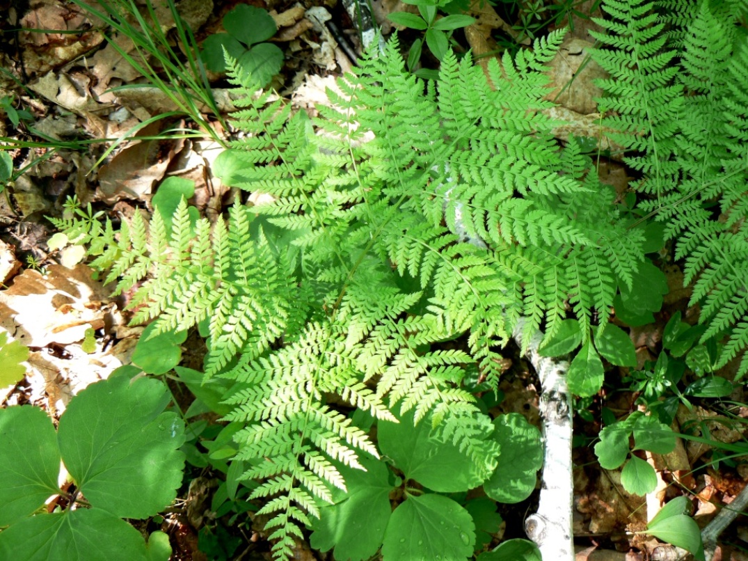 Изображение особи Pseudocystopteris spinulosa.