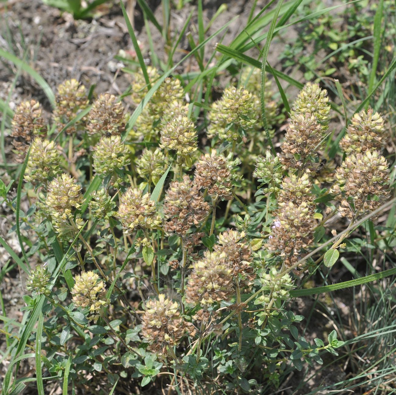 Изображение особи род Thymus.