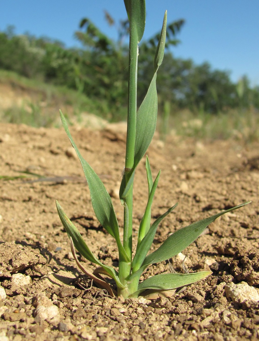 Изображение особи Cynosurus echinatus.