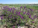 Astragalus davuricus