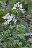 Anemonastrum fasciculatum