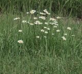 Leucanthemum vulgare