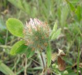 Trifolium diffusum. Верхушка побега с соцветием. Краснодарский край, станица Шкуринская, суходольная степь. 21.06.2020.