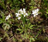 Cardamine amara. Верхушка побега с соцветиями. Тверская обл., Весьегонский р-н, с. Чистая Дуброва, ольшаник, берег р. Смородинка, старый песчаный нанос. 30 мая 2020 г.