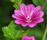 Malva mauritiana