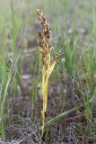 Dactylorhiza incarnata. Плодоносящее растение. Ленинградская обл., Гатчинский р-н, окр. дер. Авколево, карьер \"Елизаветино\", сыроватый разнотравный луг на месте выработки известняка. 30.08.2020.