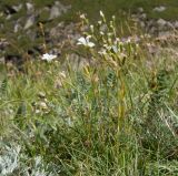 Minuartia circassica. Цветущие растения. Кабардино-Балкария, Черекский р-н, Кабардино-Балкарский высокогорный заповедник, Мижиргийское ущелье, ≈ 2400 м н.у.м., близ каньона ручья Гидан, альпийский луг. 17.08.2021.