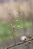 Verbascum blattaria