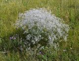 Gypsophila paniculata