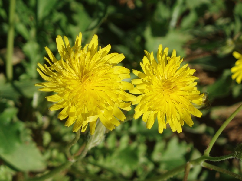 Изображение особи род Crepis.