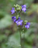 Polemonium caeruleum. Соцветие. Челябинская обл., Нязепетровский р-н, Шемахинское сельское поселение, гора Яман-Таш, обрывистый склон, рядом с тропой. 1 июля 2023 г.