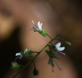 Circaea lutetiana. Часть соцветия. Республика Адыгея, западная окраина пос. Каменномостский, окр. скалы Танковый Люк, широколиственный лес. 29.07.2023.