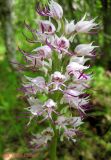 Orchis simia