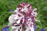 Orchis подвид caucasica