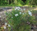 Dianthus stenocalyx