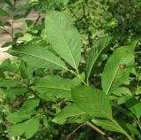 Salix × coriacea 