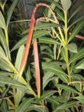 Nerium oleander. Верхушка ветви с нераскрывшимися плодами. Израиль, г. Беэр-Шева, городское озеленение. Ноябрь 2012 г.