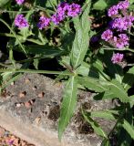 Verbena rigida