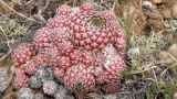 Orostachys spinosa