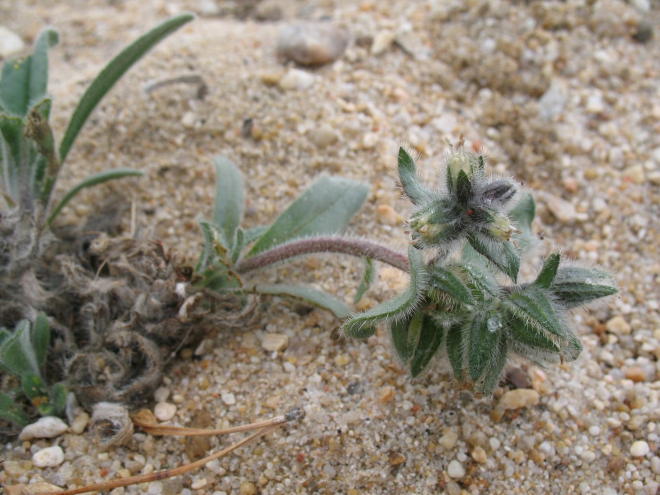 Изображение особи Craniospermum subvillosum.