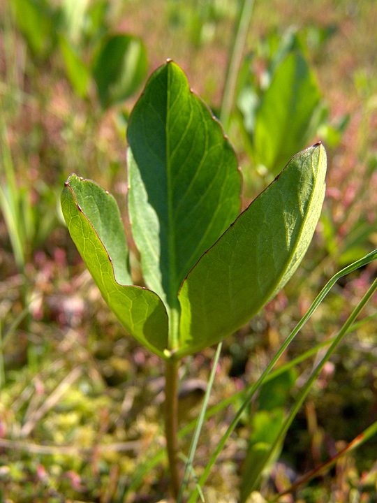 Изображение особи Menyanthes trifoliata.