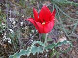 Tulipa suaveolens