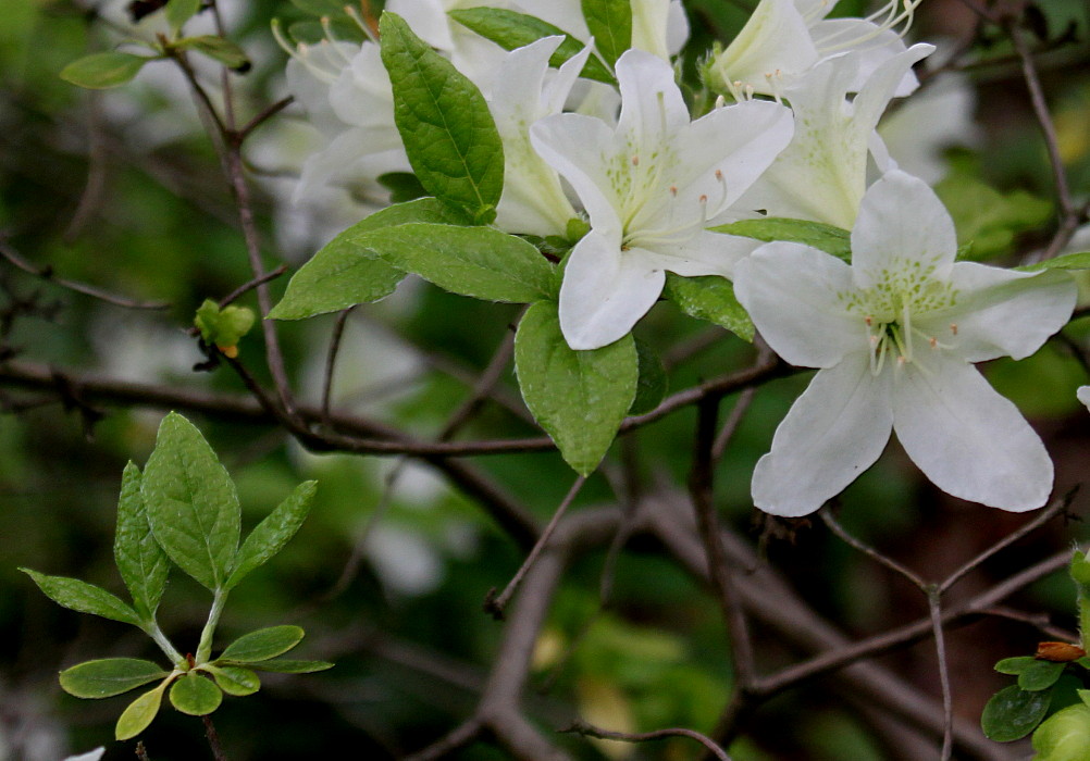 Изображение особи Rhododendron oreodoxa.
