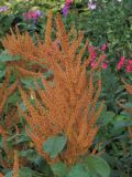 Celosia argentea