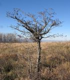 Crataegus pentagyna