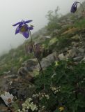 Aquilegia turczaninovii