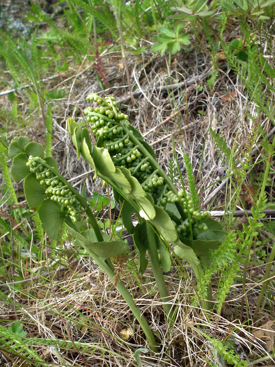 Изображение особи Botrychium lunaria.