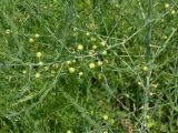 Asparagus officinalis