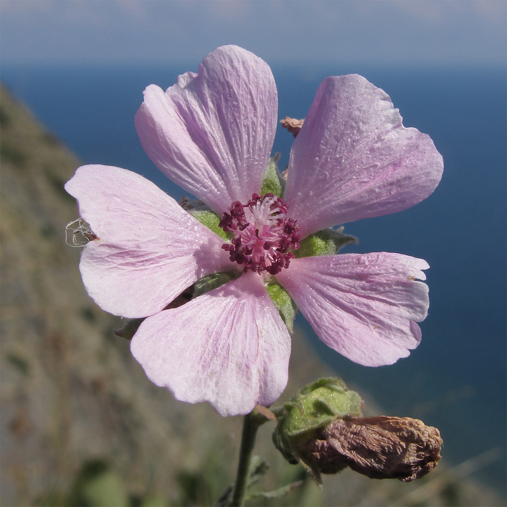 Изображение особи Althaea cannabina.