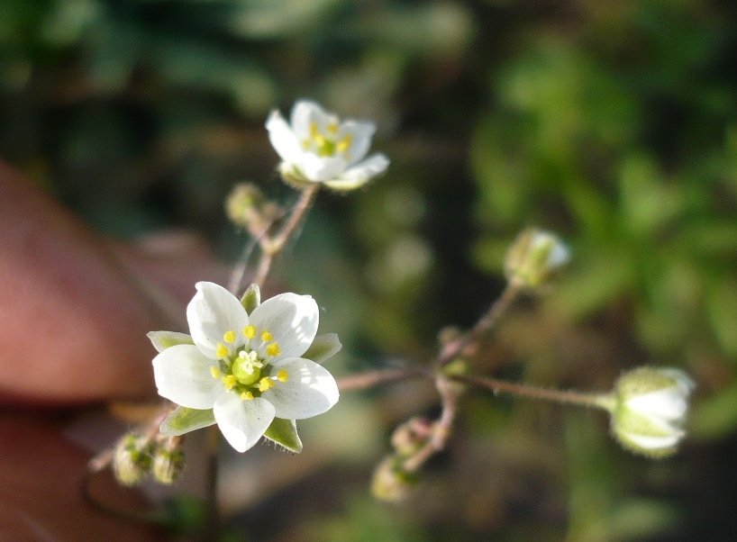 Изображение особи Spergula arvensis.