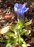 Gentiana grandiflora