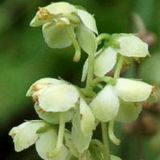 Pyrola japonica