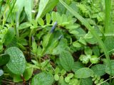 Gentiana nivalis