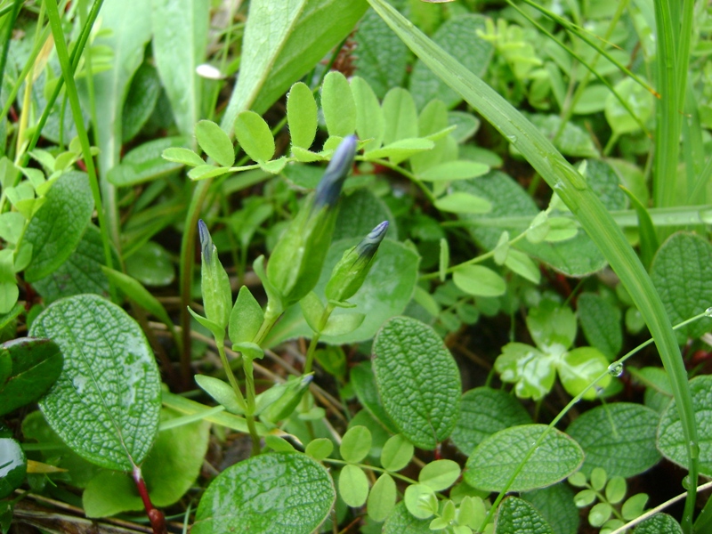 Изображение особи Gentiana nivalis.