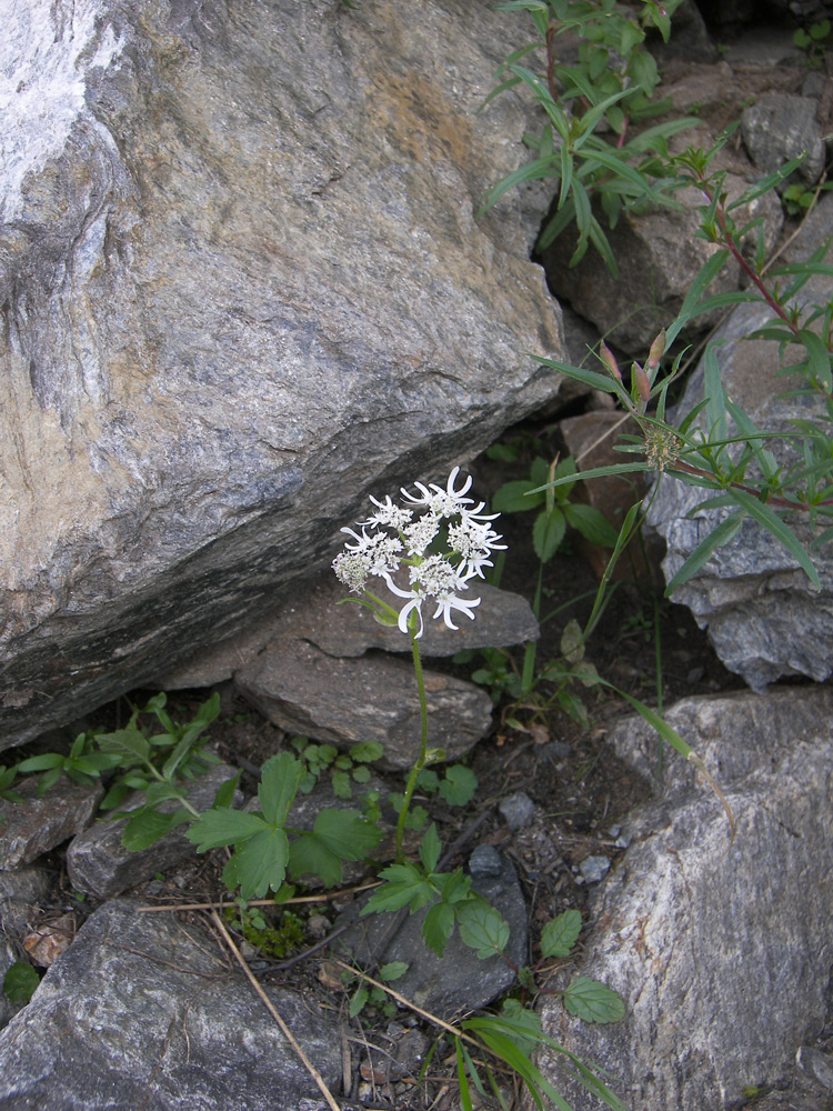 Изображение особи Heracleum apiifolium.