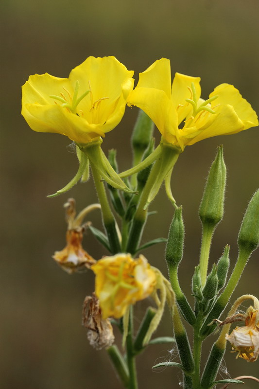 Изображение особи Oenothera biennis.