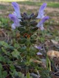 Salvia verbenaca