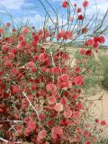 Calligonum caput-medusae. Ветви с плодами. Узбекистан, Хорезмская обл., к югу от Хивы, пески. 17.05.2015.