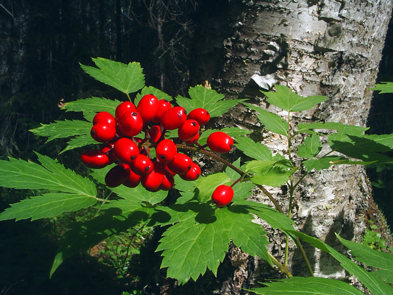 Изображение особи Actaea erythrocarpa.