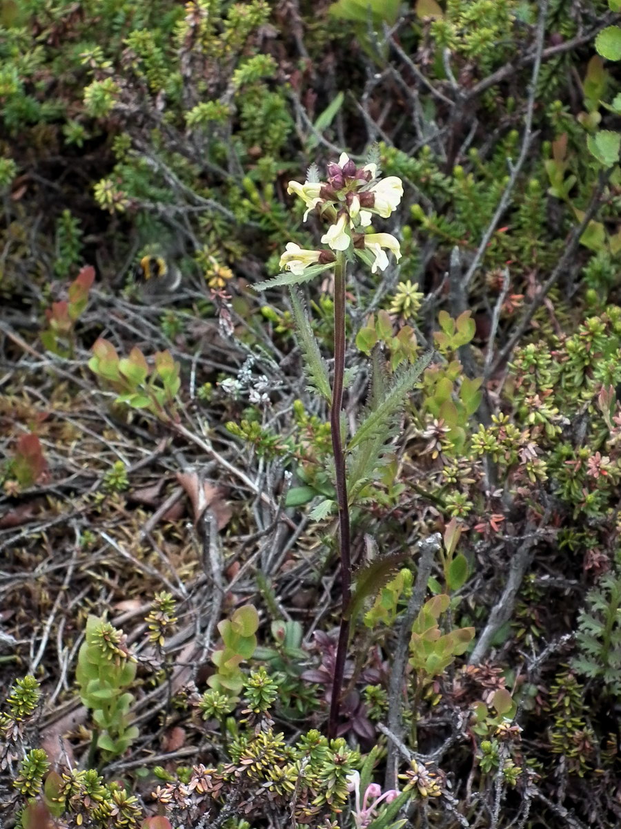 Изображение особи Pedicularis lapponica.